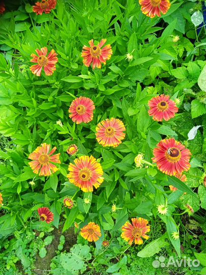 Многолетники садовые