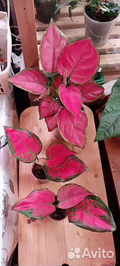 Аглаонема детки