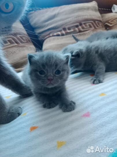 Британская