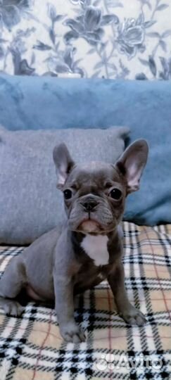 Мини французский бульдог