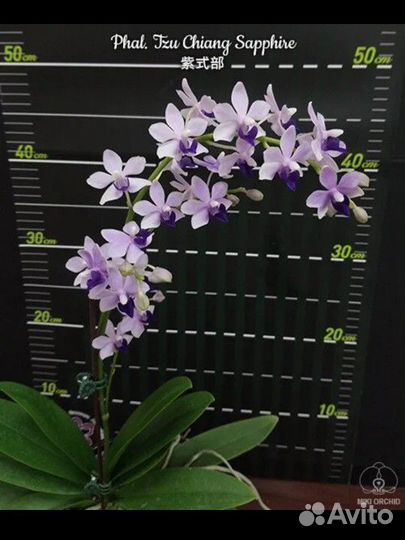 Орхидея Chiang Sapphire