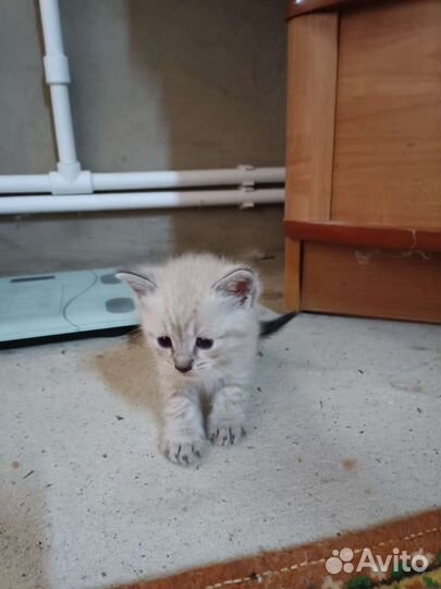 Котята