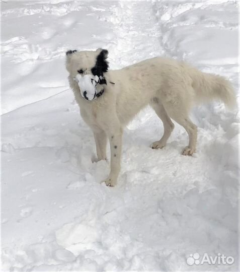 Белый пушистый пес ищет хозяина