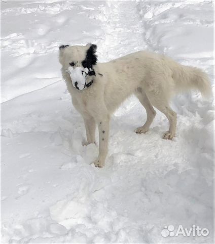 Белый пушистый пес ищет хозяина