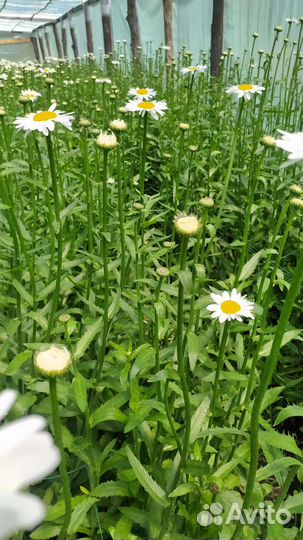 Рамашка срез, опт и розница