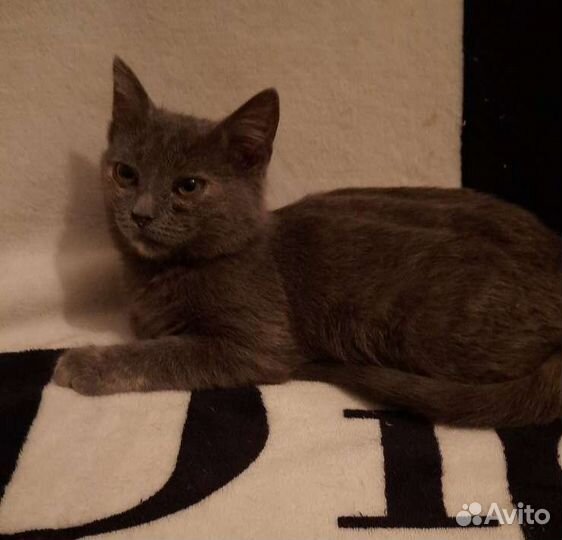 Ася, 4 месяца, в поисках семьи