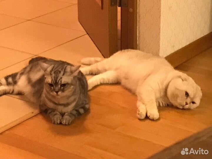 Шотландский кот на вязку