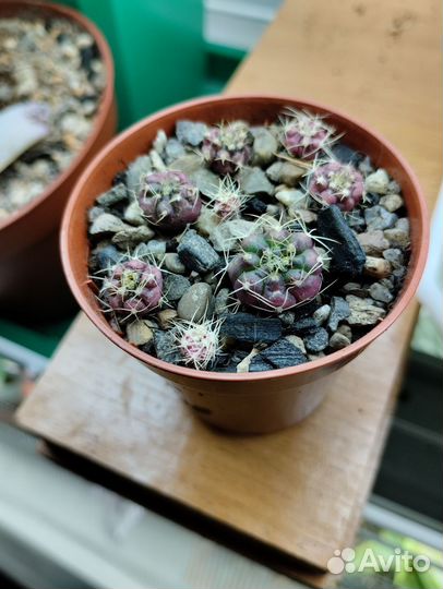 Кактус (дети)