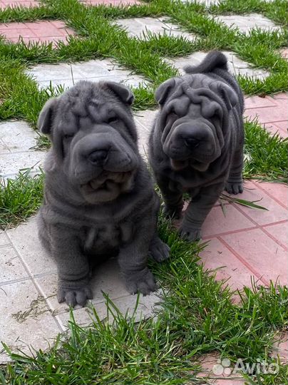 Шикарная малышка голубого окраса