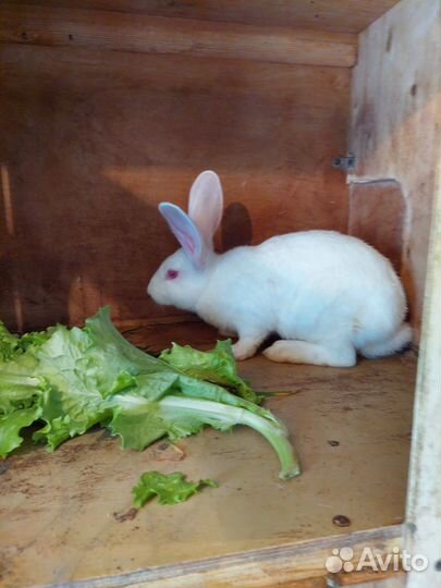 Кролики Белый Панон