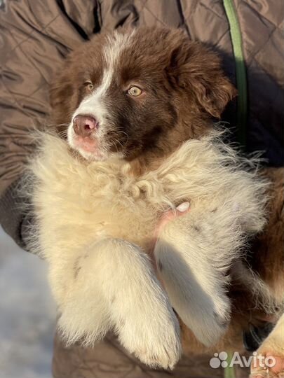 Бордер колли щенки