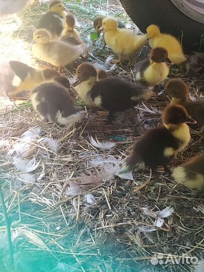 Индоутята тяжелой линии