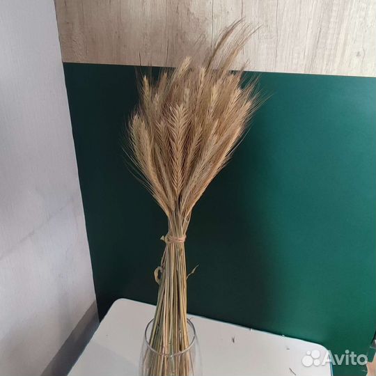 Пшеница, рожь