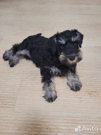 Щенок Цвергшнауцера