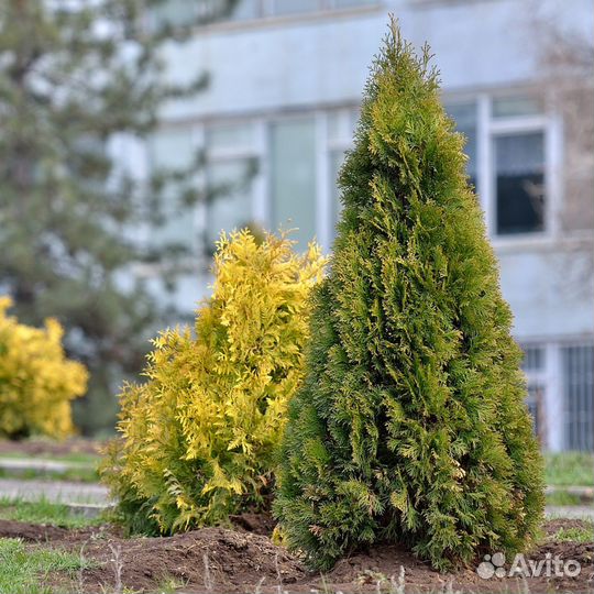 Туя брабант с гарантией приживаемости