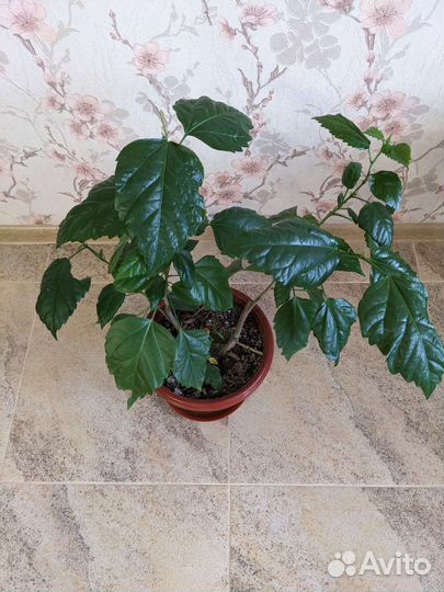 Гибискус китайская роза