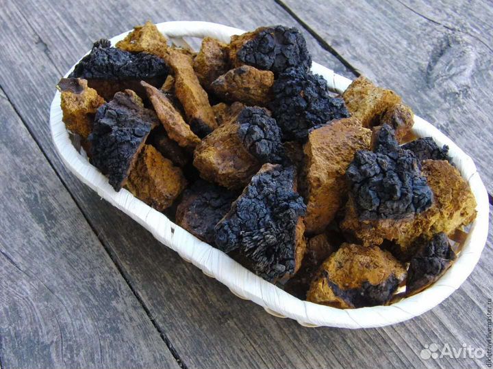 Березовый гриб чага