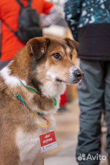 Собака в добрые руки бесплатно