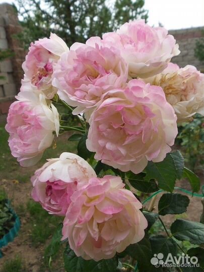 Роза флорибунда Андре Брише/Инка Марина