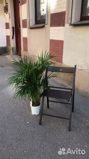 Пальма Арека