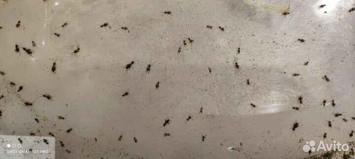 Сверчковая пыль банановых сверчков