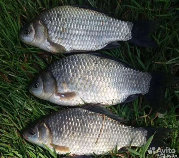 Рыба для пруда,живец,лягушки