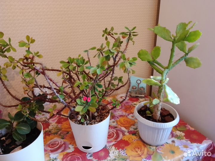 Цветок, комнатное растение Колючки