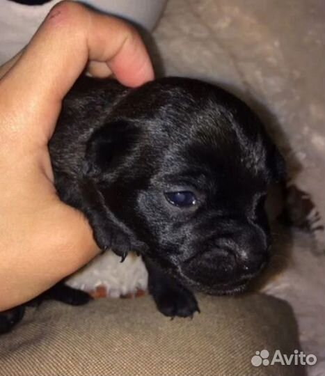 Щенки Той Терьера