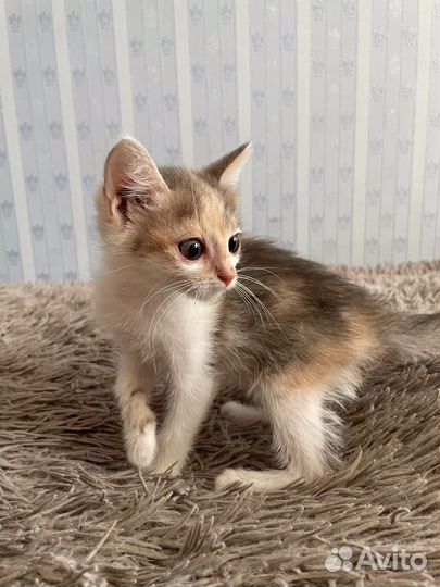 Трехцветные котята в добрые руки