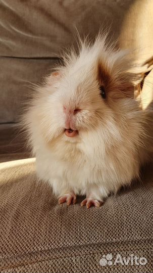 Морские свинки