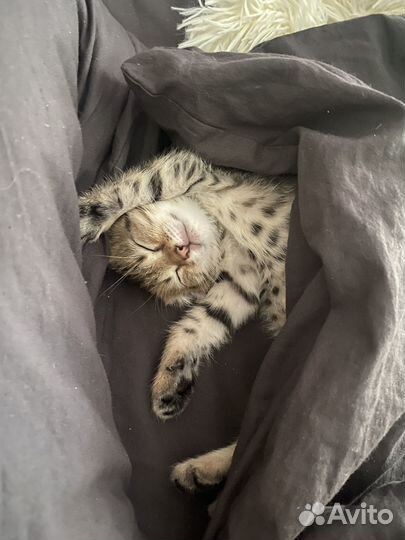 Кошечка в добрые руки