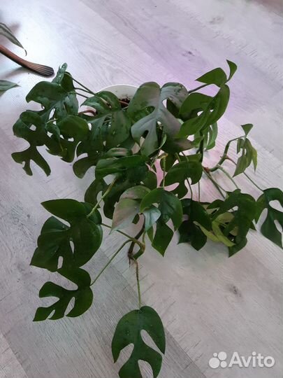 Рафидофора тетросперма