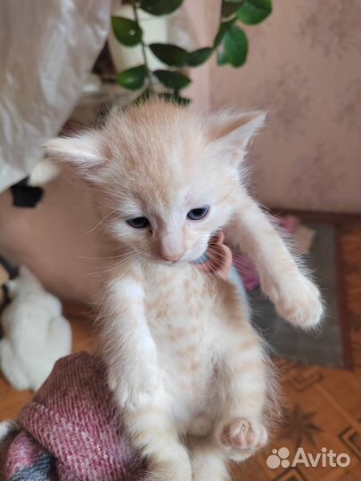 Котята бесплатно