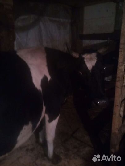 Корова дойная