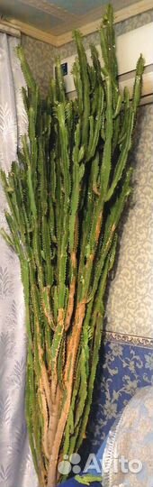 Толстянка (денежное дерево), молочай