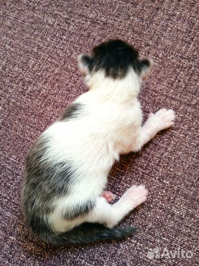 Отдам прекрасного котенка в добрые руки