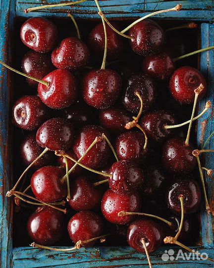 Вишня саженцы зимостойкая 1-5 леткние штамбовая