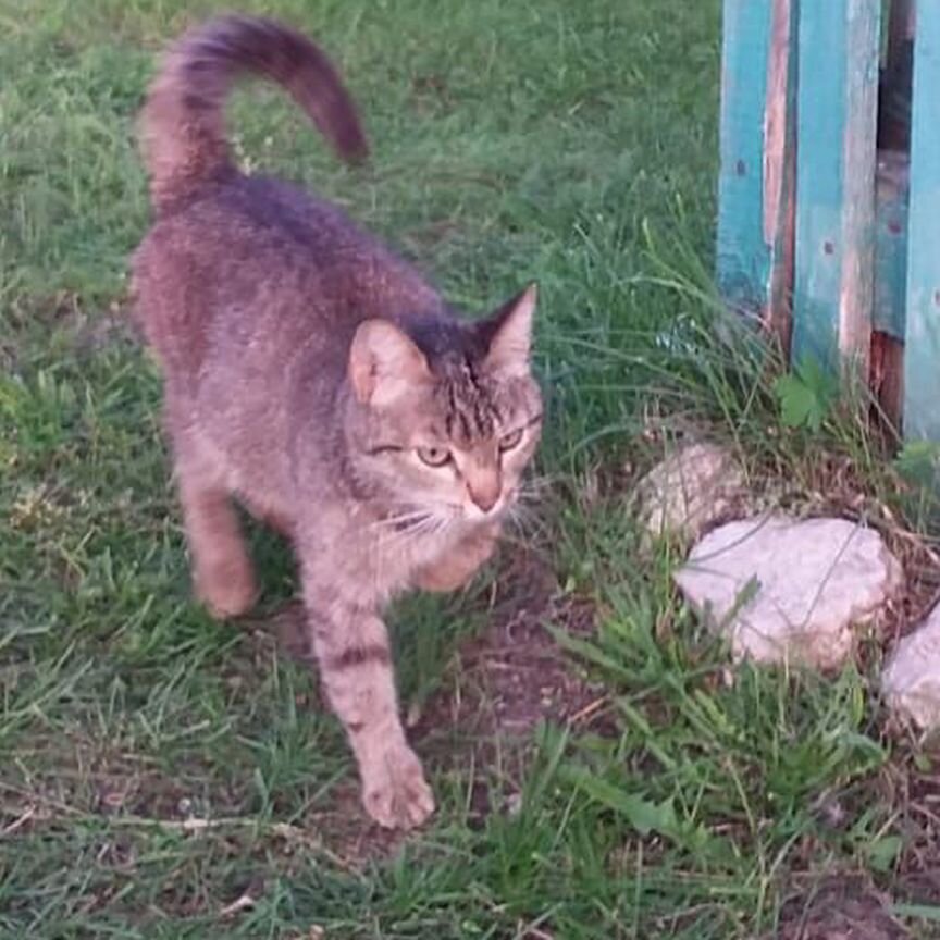 Отдам в добрые руки милых котят