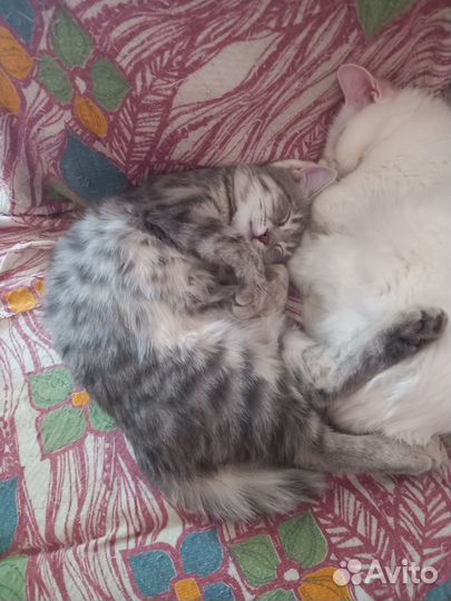Кошка в дар