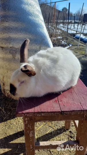 Кролики парода Калифорния