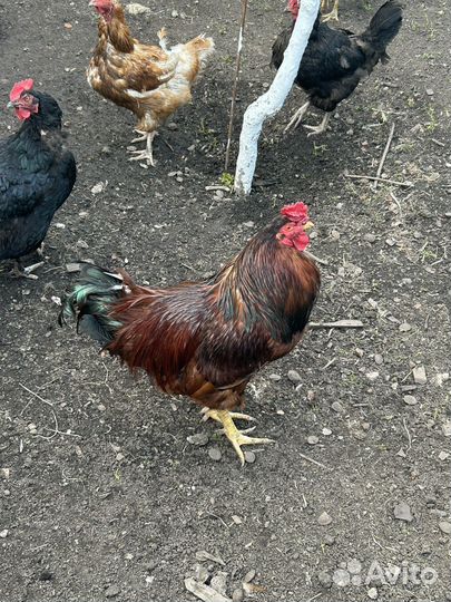 Куры петухи