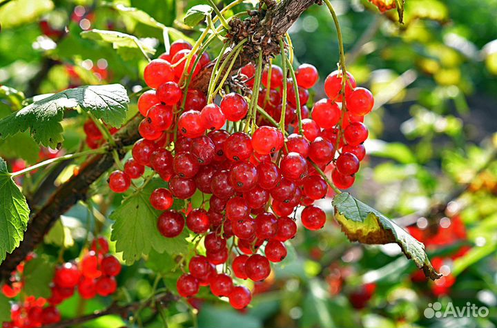 Красная смородина ягоды