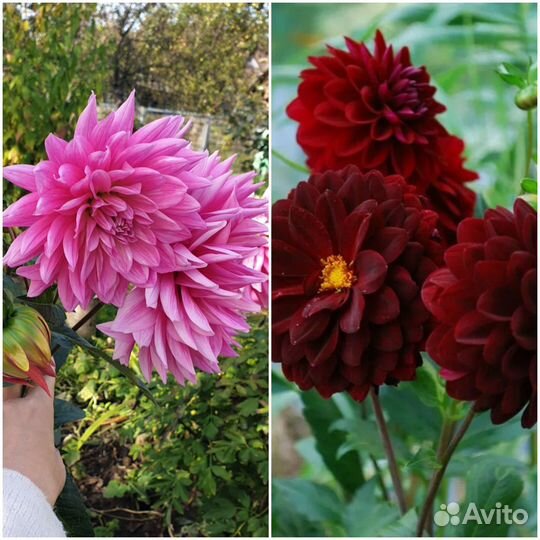 Георгины,пророщенные клубни