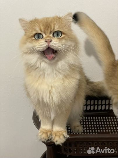 Британский кот золотая шиншилла ny 12
