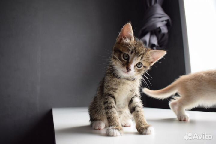 Котята отдам в добрые руки бесплатно