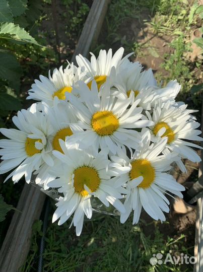 Букет из ромашек