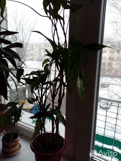 Комнатные цветы, в горшках