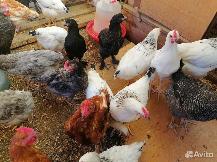 Молодые петухи