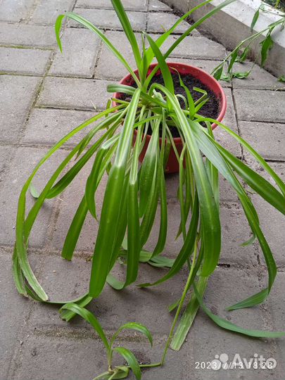 Каланхоэ лечебное