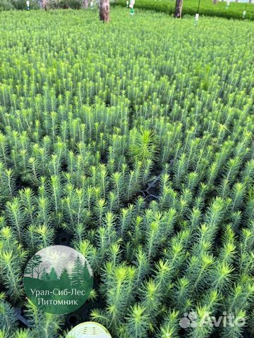 Сосна зкс окс сеянцы Ель Лиственница Голуб Горная